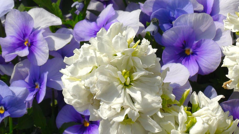 Blanco, Flores, Pensamiento, Sumire, Púrpura, verde, hoja, huang, yokohama, área de estacionamiento de Daikoku Japón