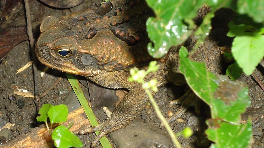 Toad, Warts, Bufo Marinus, Nature, big, reptile, brown, amphibian, frog, animal