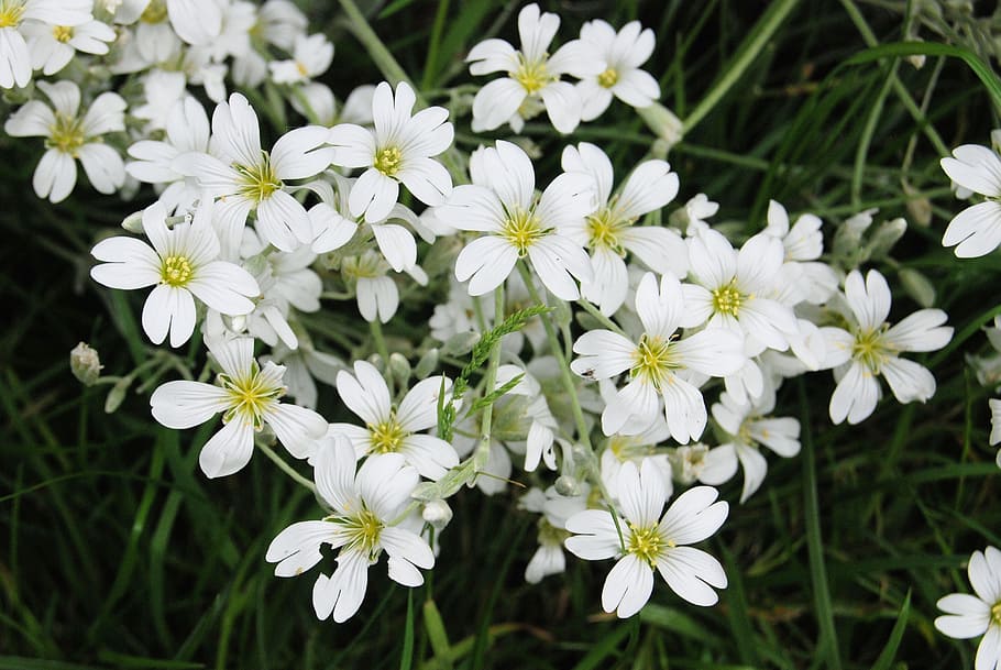 gypsophila, putih, bunga, berbunga, tanaman berbunga, tanaman, kesegaran, kerapuhan, warna putih, kerentanan