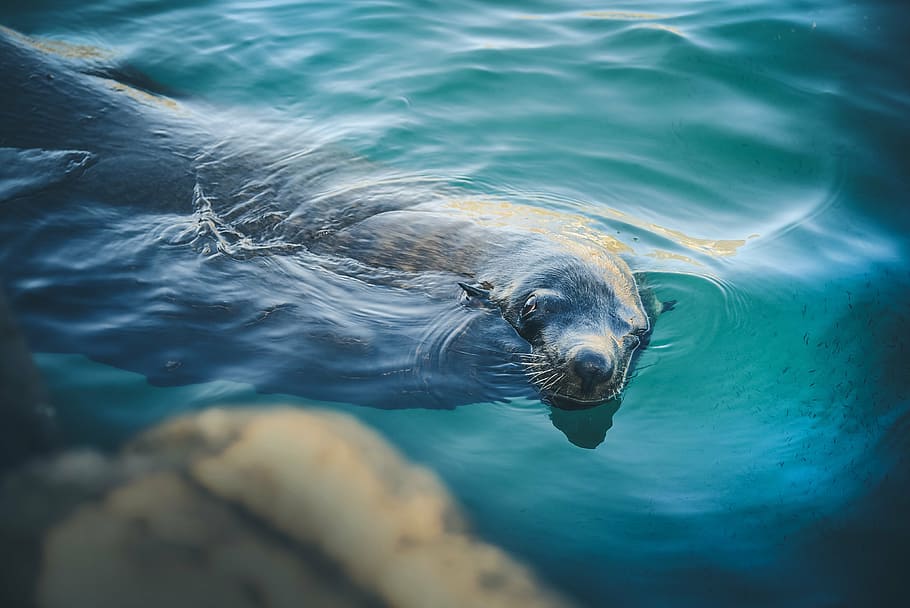 fotografi close-up, singa laut, berenang, tubuh, air, anjing laut, jelas, hewan, riak, bawah air