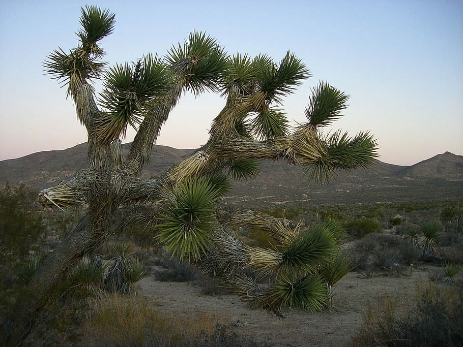 national, park, Joshua Tree National Park, California, nature, plant, public domain, tree, United States, desert