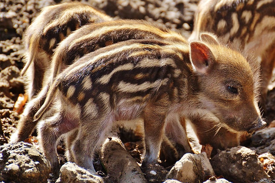 closeup, foto, empat, anak babi beige-and-black, babi liar, babi kecil, wildpark poing, binatang muda, babi, kecil