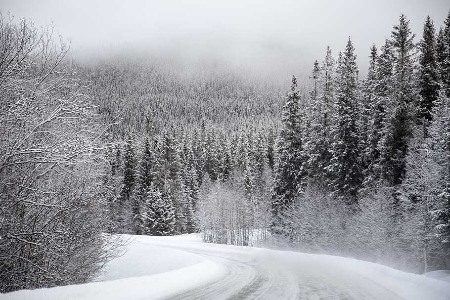 neve, branco, inverno, árvores, planta, natureza, floresta, paisagem, estrada, temperatura fria