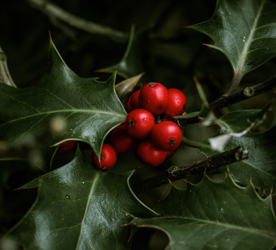 holly, ornamental plant, leaves, winter berries, prickly, berries, close up, christdorn, red, green
