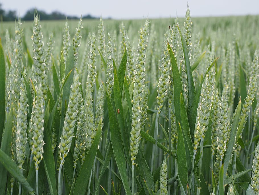 wheat field, wheat, wheat spike, cornfield, spike, cereals, summer, agriculture, grain, green