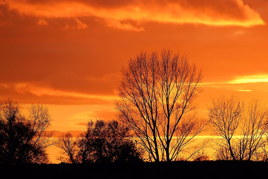 sunset, afterglow, evening sky, trees, silhuette, abendstimmung, dusk, sky, orange color, silhouette