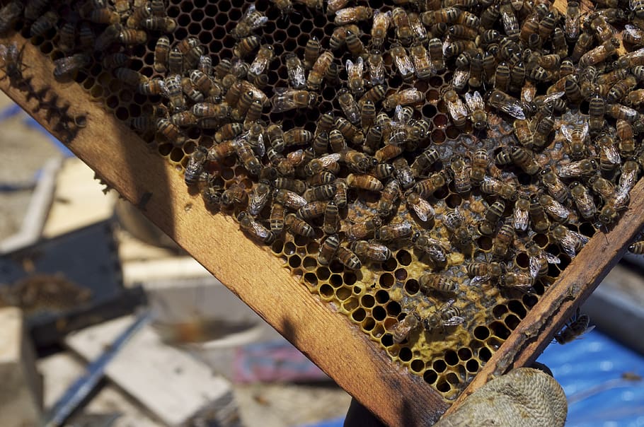 honey, honeybee, honey jar, bee, insects, bees, insect, honey for sale, beekeeper, beekeeping