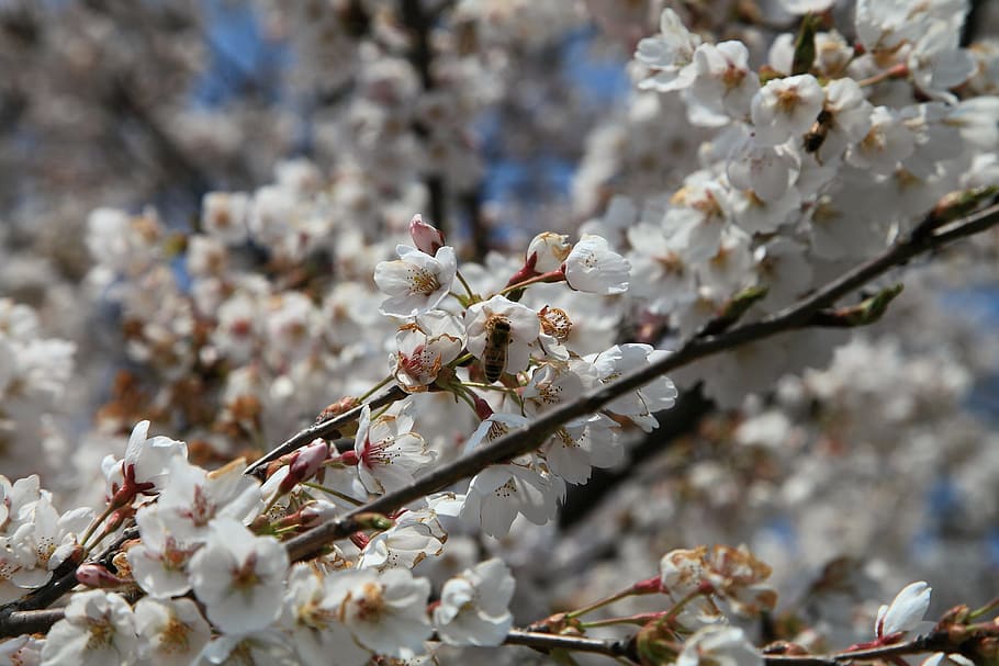 Cherry, Spring Flowers, cherry flowers, april, zhushan cherry blossom festival, spring flower festival, cherry blossom festival, flowers, nature, spring