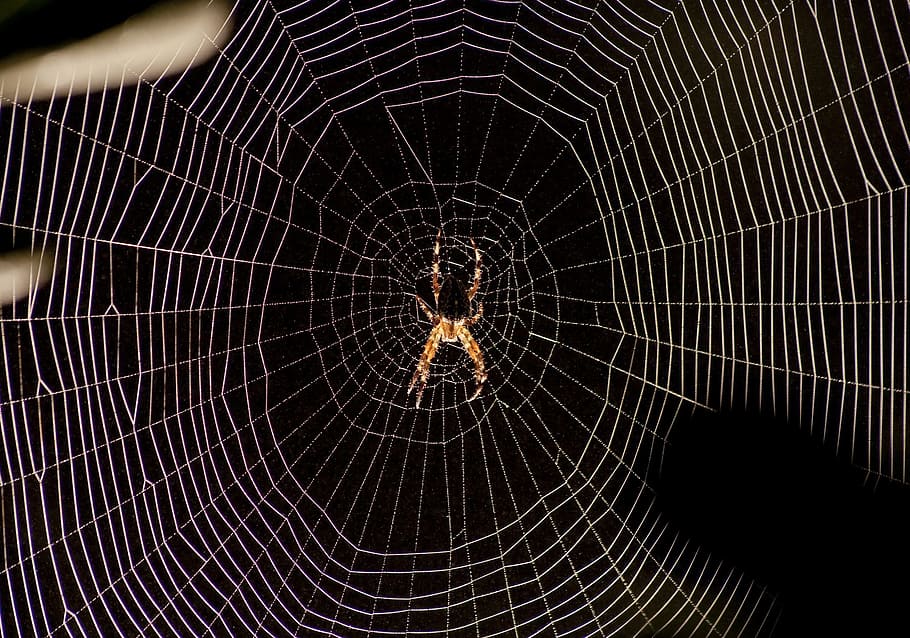 Laba-laba, Web, Lampu latar, labah-labah, latar belakang, bertekstur, konsentris, kerapuhan, tidak ada orang, diterangi