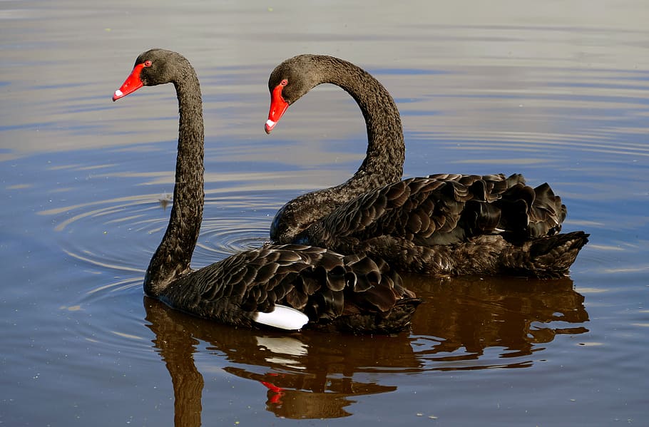 O cisne negro, Cygnus atratus, dois, cisnes, água, agua, lago, animais em estado selvagem, temas de animais, pássaro