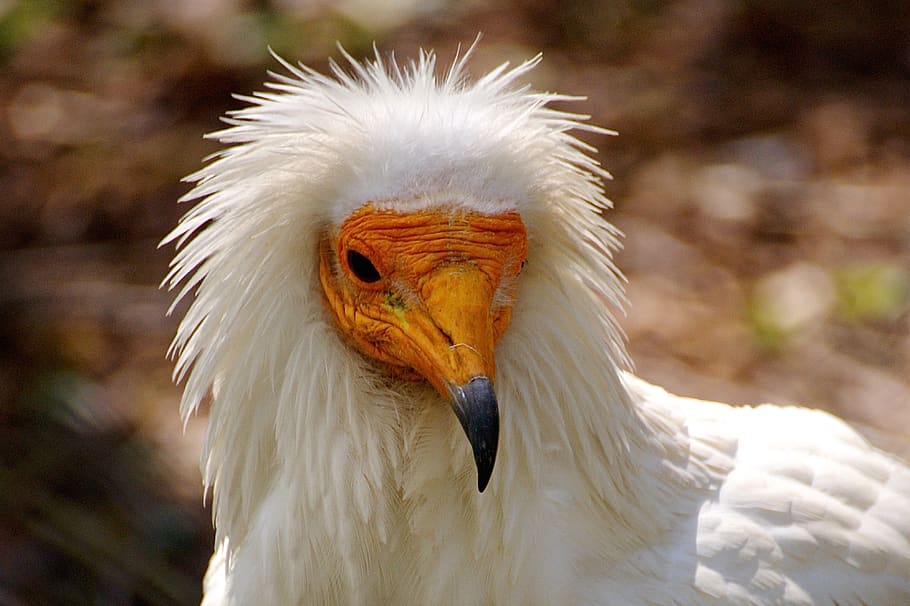 vulture, bird, animal, birds, nature, feather, aas, zoo, plumage, poultry