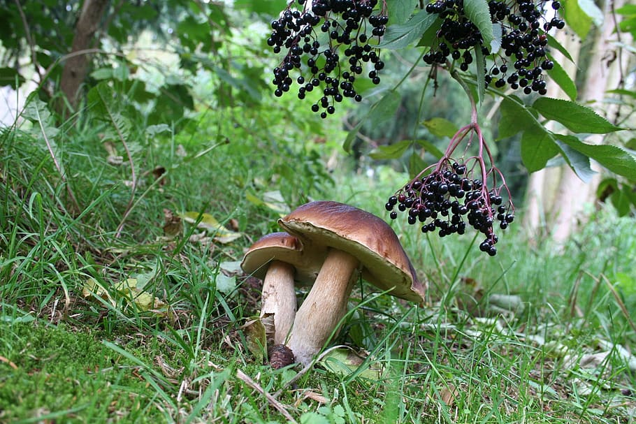 Chestnuts, Mushrooms, Nature, Autumn, cep, forest, mushroom, chestnut, food, fungus