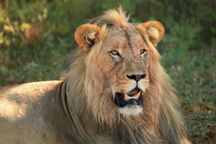 leon, animales, felino, masculino, peligroso, carnívoro, sudáfrica, mamíferos, depredador, áfrica