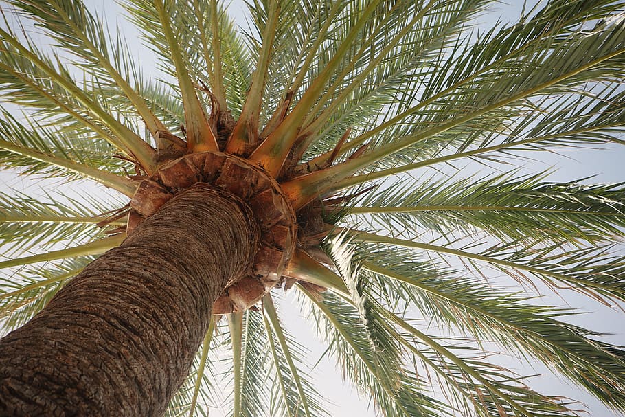 low, angle photography, sago palm tree, palm tree, palm leaves, tropical, exotic, vacation, vegetation, sunny