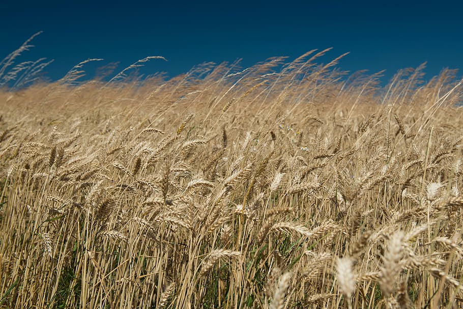 trigo, cielo, espigas, viento, producción de grano, grano, cereales, Campo, agricultura, cultivo