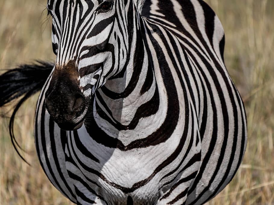 selektif, fotografi fokus, zebra, frontal, bergaris, dom, sabana, makan, tergores, equus grevyi