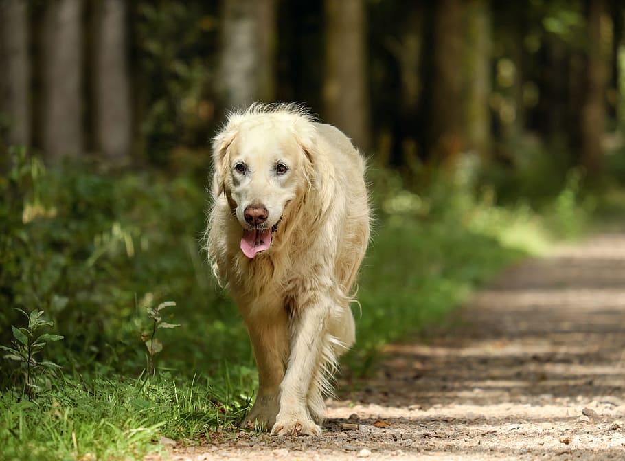 golden retriever adulto, golden retriever, perro, retriever, perra, viejo, dorado, perro de raza pura, árbol genealógico, mascota