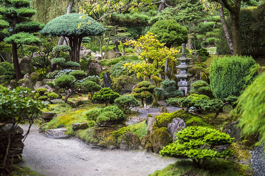 green, bonsai plants, daytime, japanese, garden, stomečky, rock - object, moss, day, green color