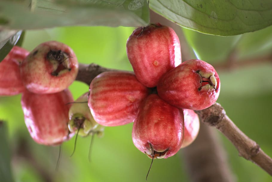 guava, fruit, red, food and drink, close-up, food, healthy eating, plant, focus on foreground, growth