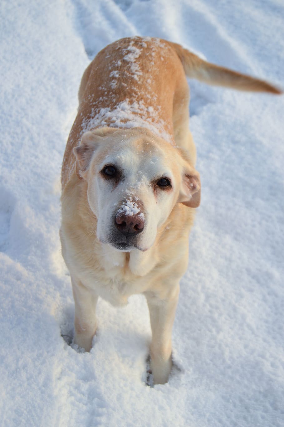 dog, snow, labrador, labrador retriver, animal, winter, pet, nature, white, cold