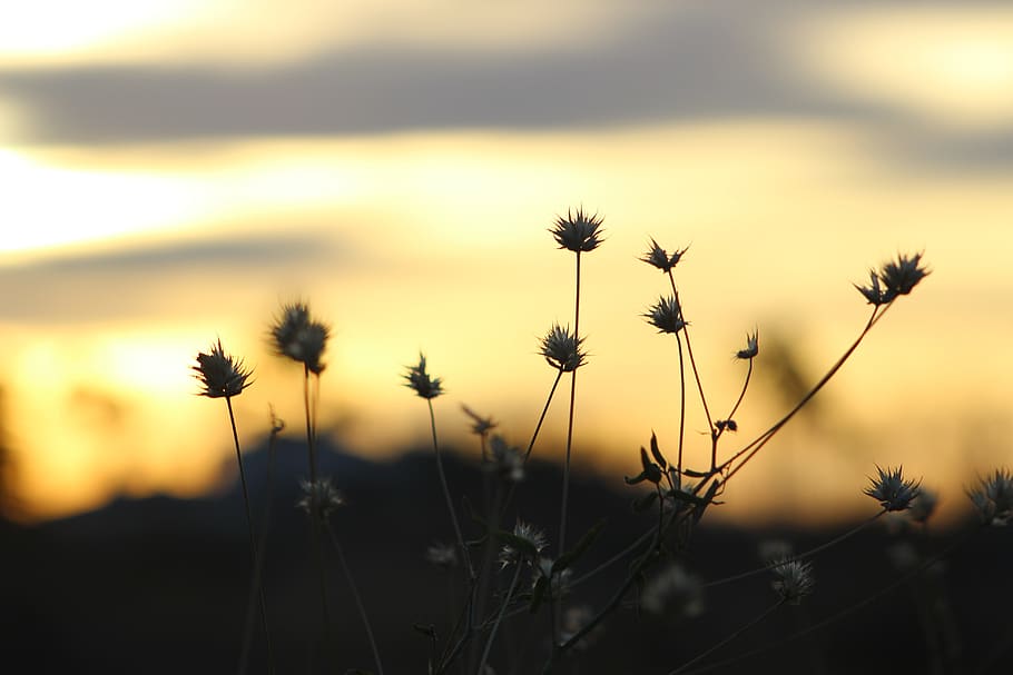 sunset, blur, outdoor, nature, grass, plant, beauty in nature, growth, sky, focus on foreground