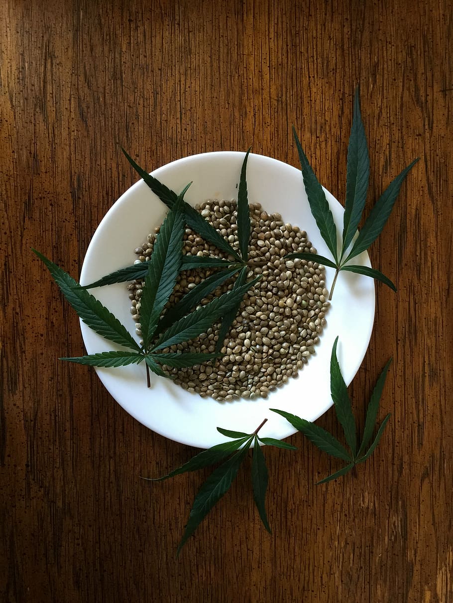 green, marijuana, leaves, white, bowl, hemp seeds, sativa, food, hemp, protein