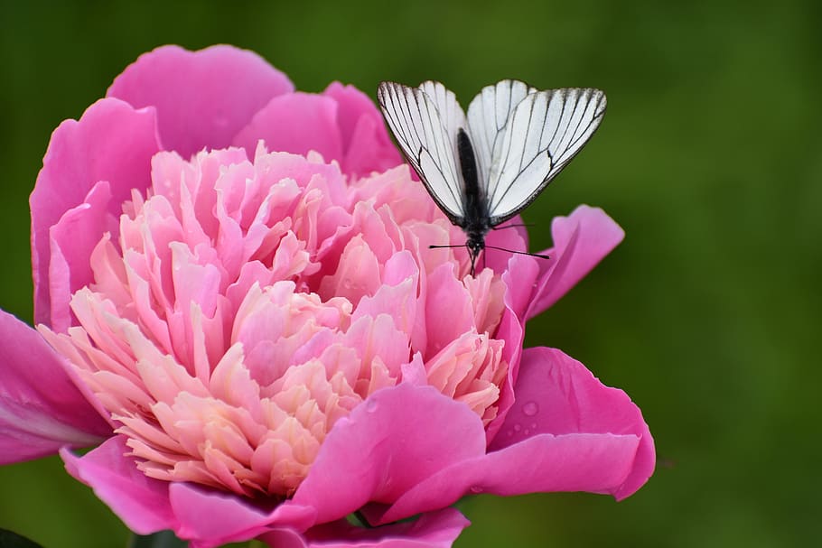 borboleta, branco, borboleta de repolho, flor, néctar, inseto, natureza, jardim, verão, asa