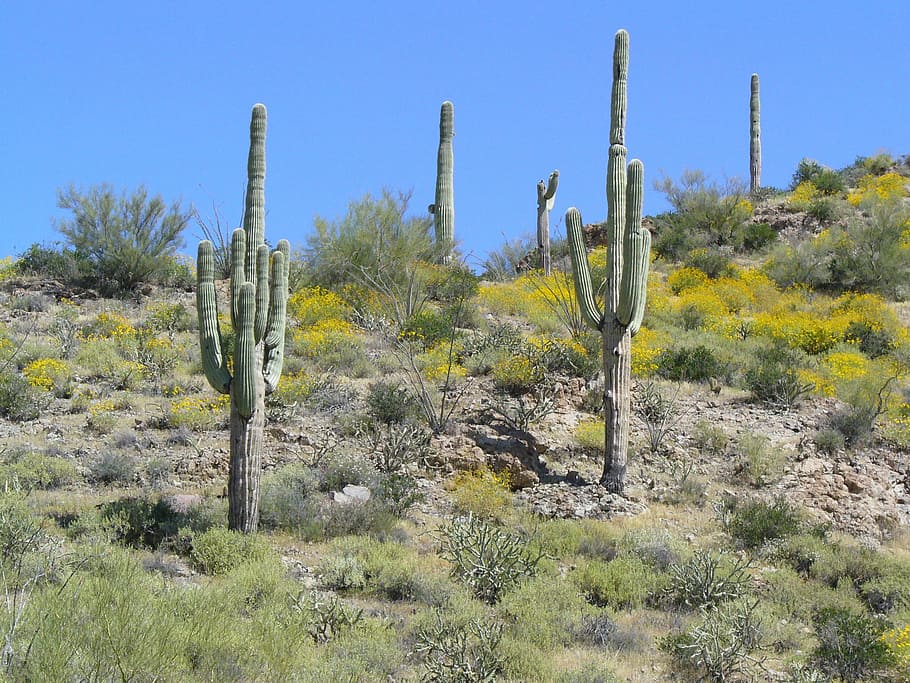 deserto, cacto, saguaro, estéril, natureza, saguaro cacto, paisagem, planta, cacto saguaro, planta suculenta
