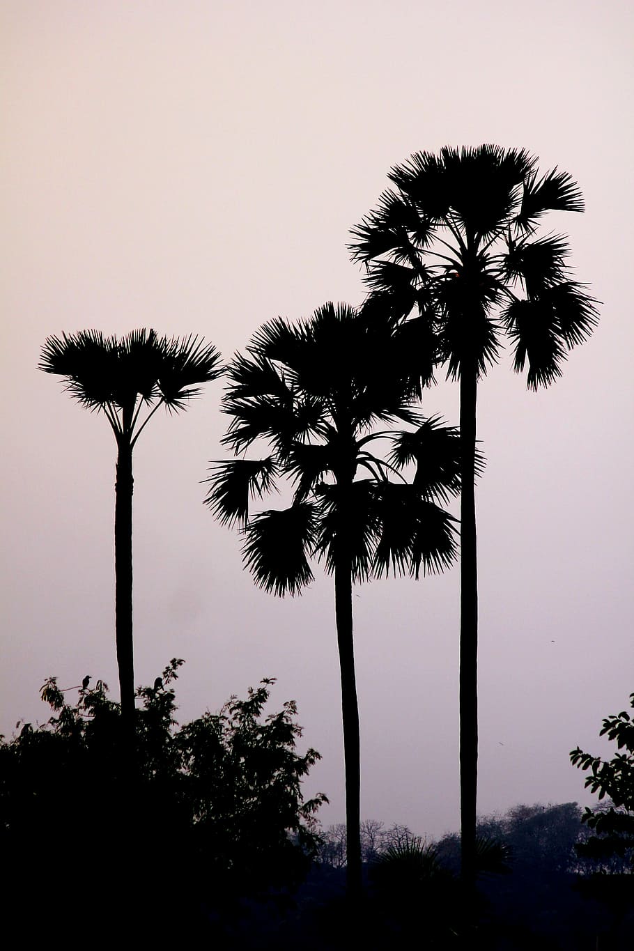 fotografia de silhueta, palmeiras, árvores, palmira, alto, folhas de leque, silhoutte, tropical, flora, índia