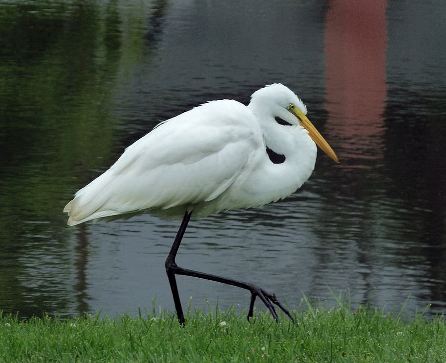 egret, great egret, heron, bird, wetlands, great, waterbird, animal wildlife, animal themes, water