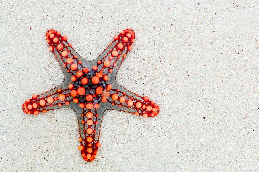 Naranja, gris, arena, Star Fish, Fish on, estrella de mar, mar, África, Kenia, vacaciones