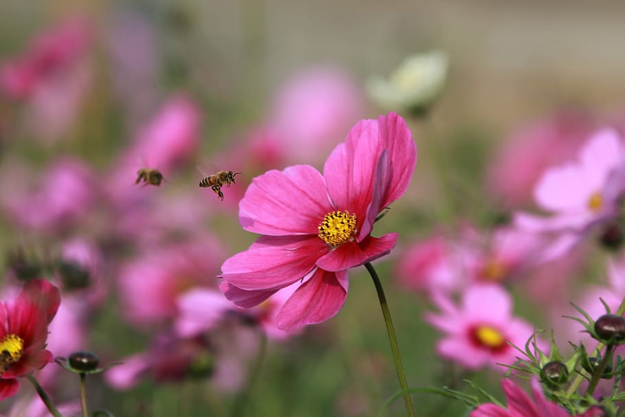 two, honeybees, perch, pink, cosmos flower, flower, bee, quentin chong, garden, nature