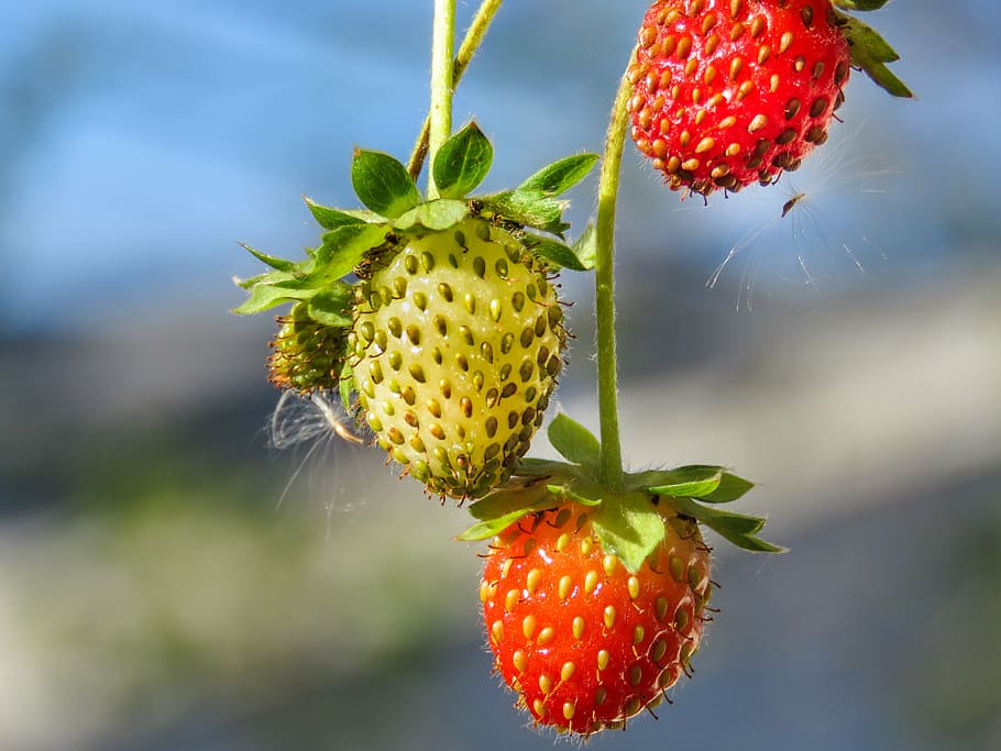 selective, focus photo, red, strawberry fruit, three, strawberries, plant, strawberry, growth, fruit