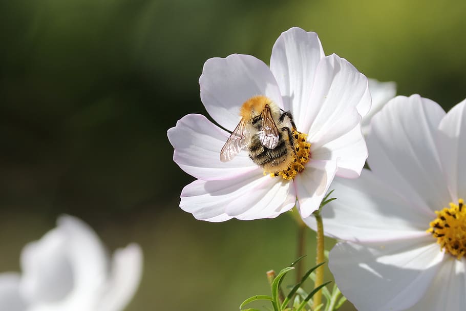 kosmea, lebah, serangga, mengumpulkan, bunga, cosmos bipinnatu, kosmos, mekar, berkembang, musim panas