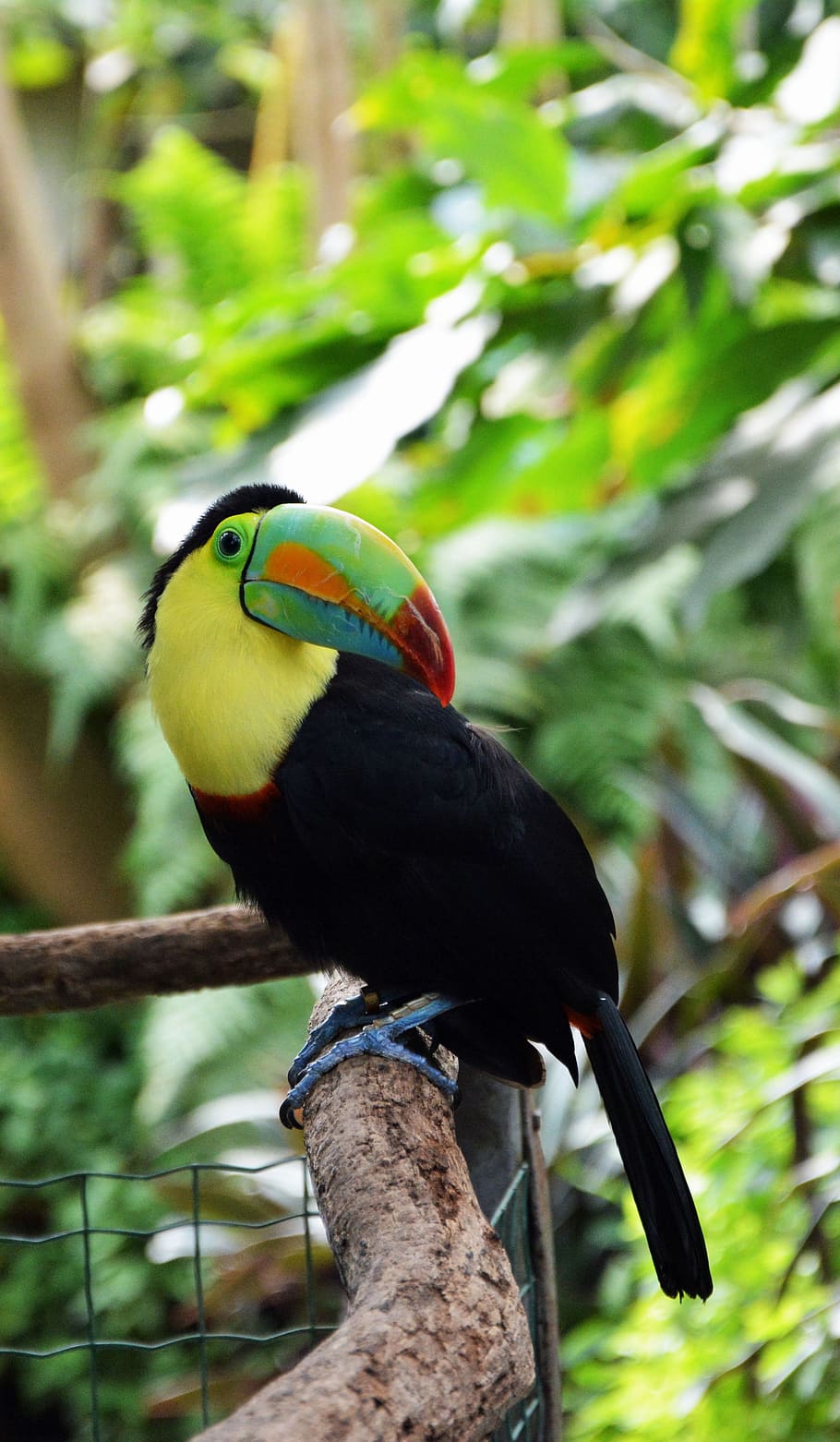tucan, bird, tropical bird, plumage, colorful, animal, feather, bill, zoo, papillonrama