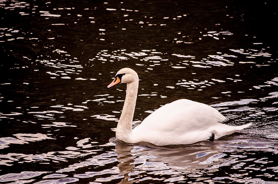 swan, lake, river, nature, bird, animal, feather, graceful, water, animals in the wild