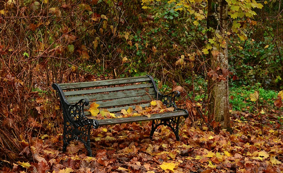 fall, bench, forest, park, leaves, nature, season, tree, autumn, garden