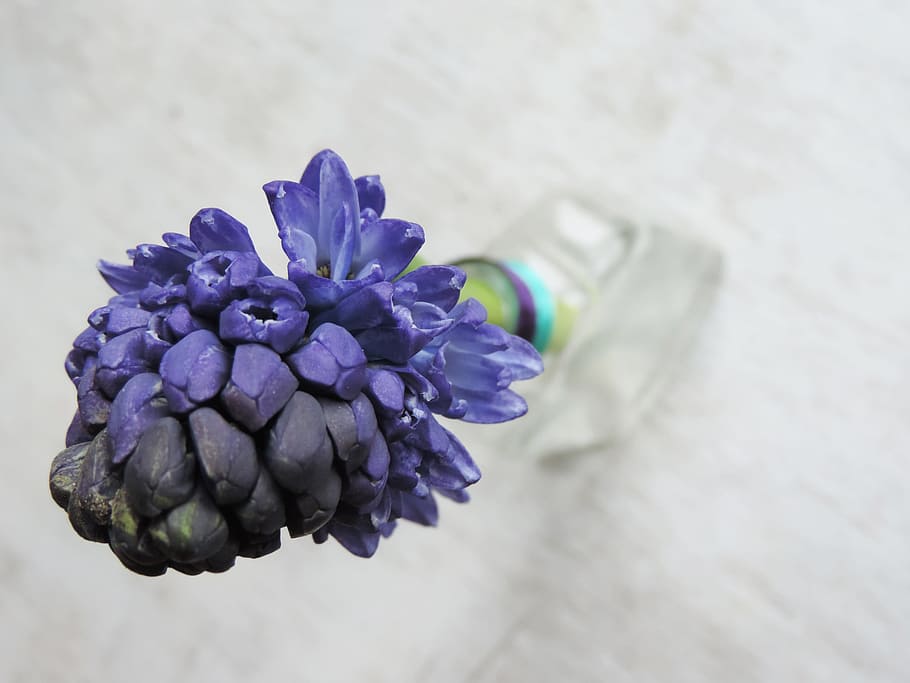 Hyacinth, Purple, Flower, Colors, purple, flower, still life, fragrant flowers, table, vase, purple flower