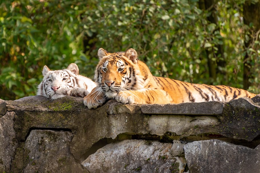 zoo, tiger, white tiger, nature, wild, rest, feline, animal, animal wildlife, animal themes