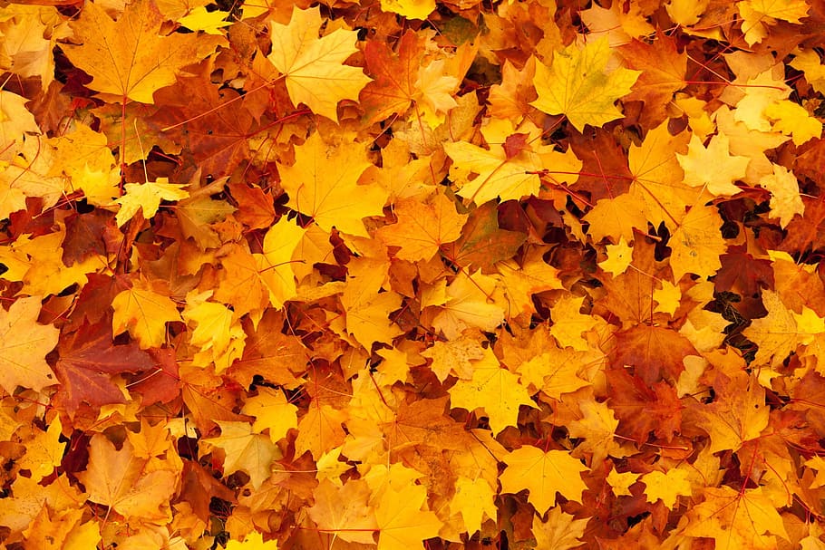 乾燥したカエデの葉, 茶色, カエデの葉, 秋, 背景, 色, 紅葉, ゴールド, 葉, カエデ