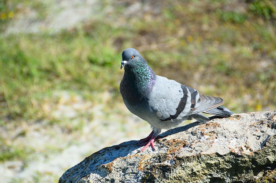 pigeon, bird, avian, dove, gray, tail, beak, wings, breed, eyes