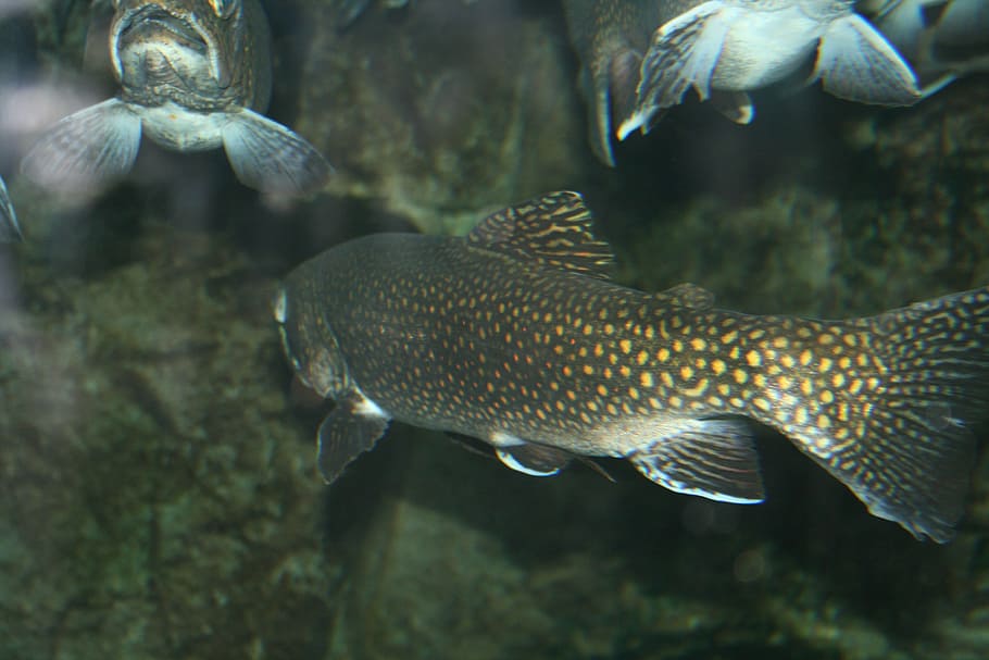 brown, beige, spotted, pet fish, trout, fish, aquarium, seafood, fresh, marine
