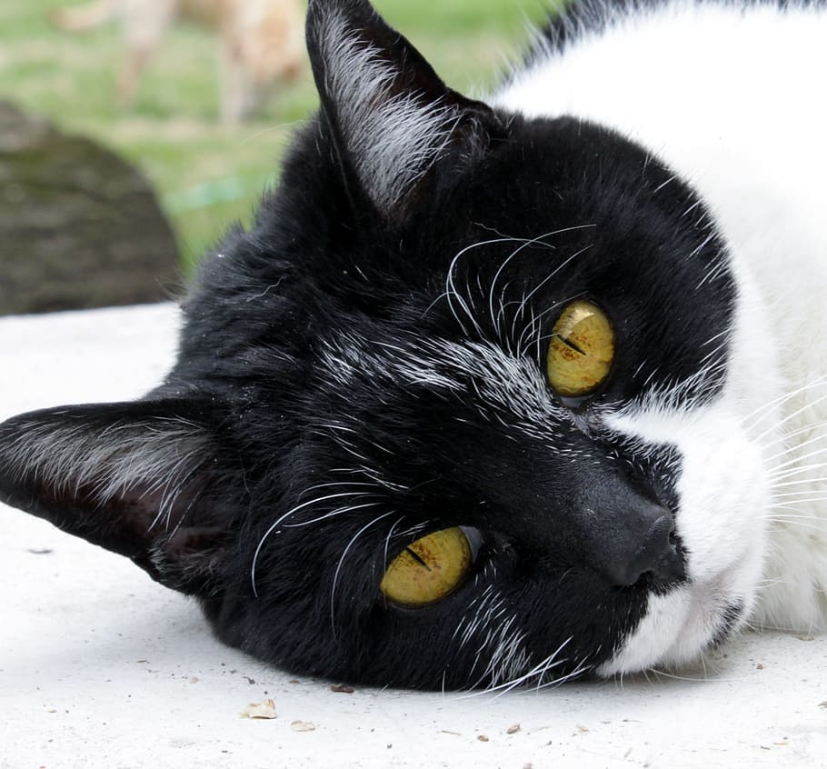 Cat, Pet, Domestic, Rescue, black, portrait, old, white, close-up, fur