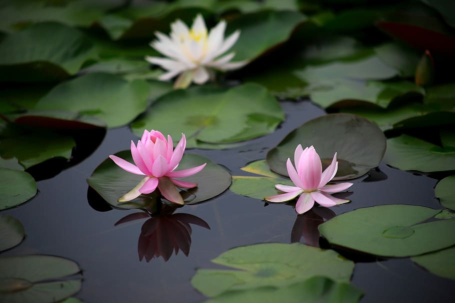 lotus flower, lily pods, body, water, water lilies, aquatic plants, flowers, pond, plants, nature