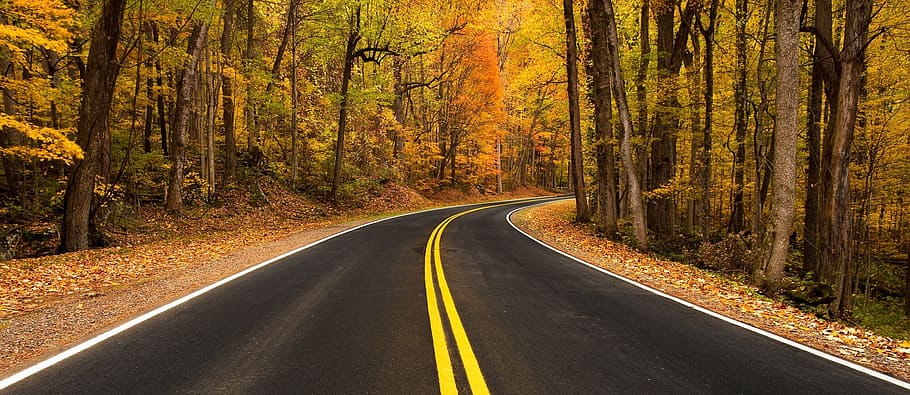 black, road, covered, brown, trees, rural road, autumn, fall, foliage, scenic