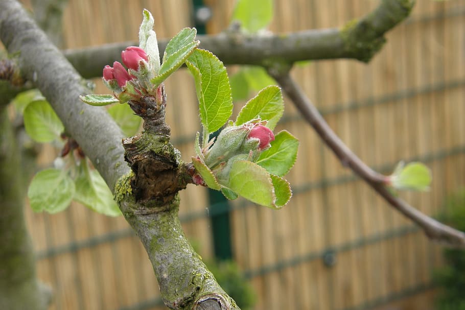 apple tree, bud, blossom, bloom, spring, apple blossom, growth, focus on foreground, plant, beauty in nature