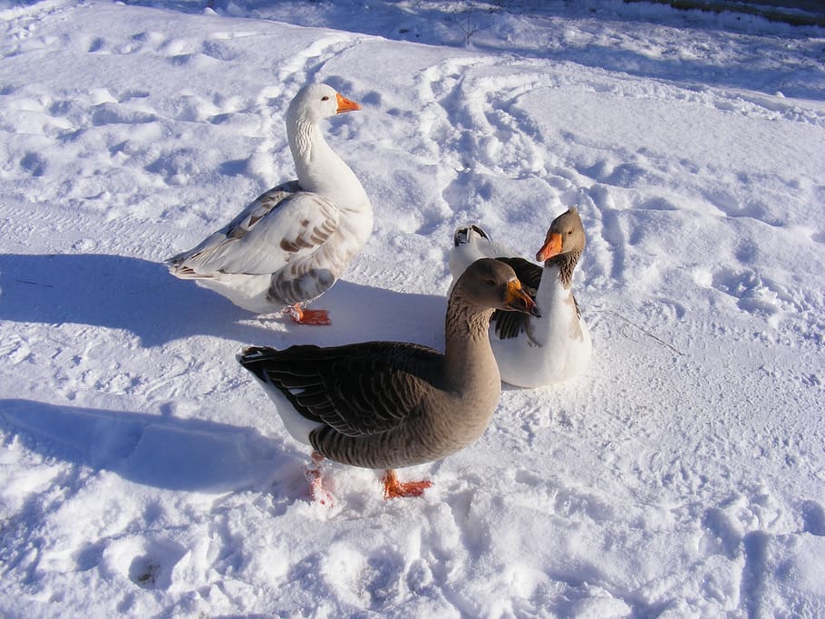 cold, country, geese, goose, road, snow, white, birds, winter, animal