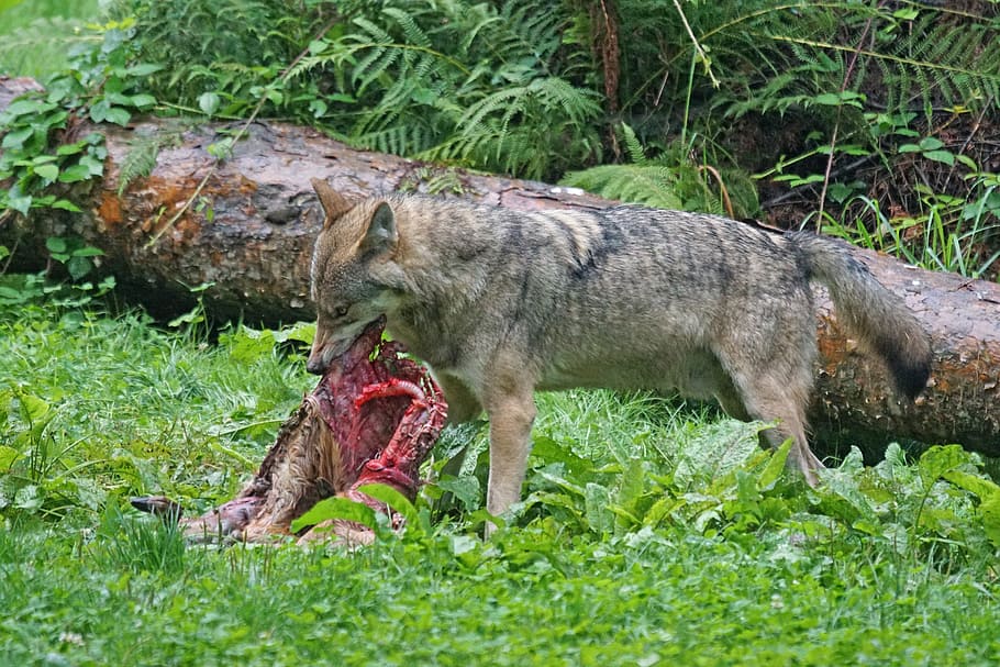 Predator, European Wolf, wolf, carnivores, mammal, prey, crack, wildlife photography, canis lupus, animal