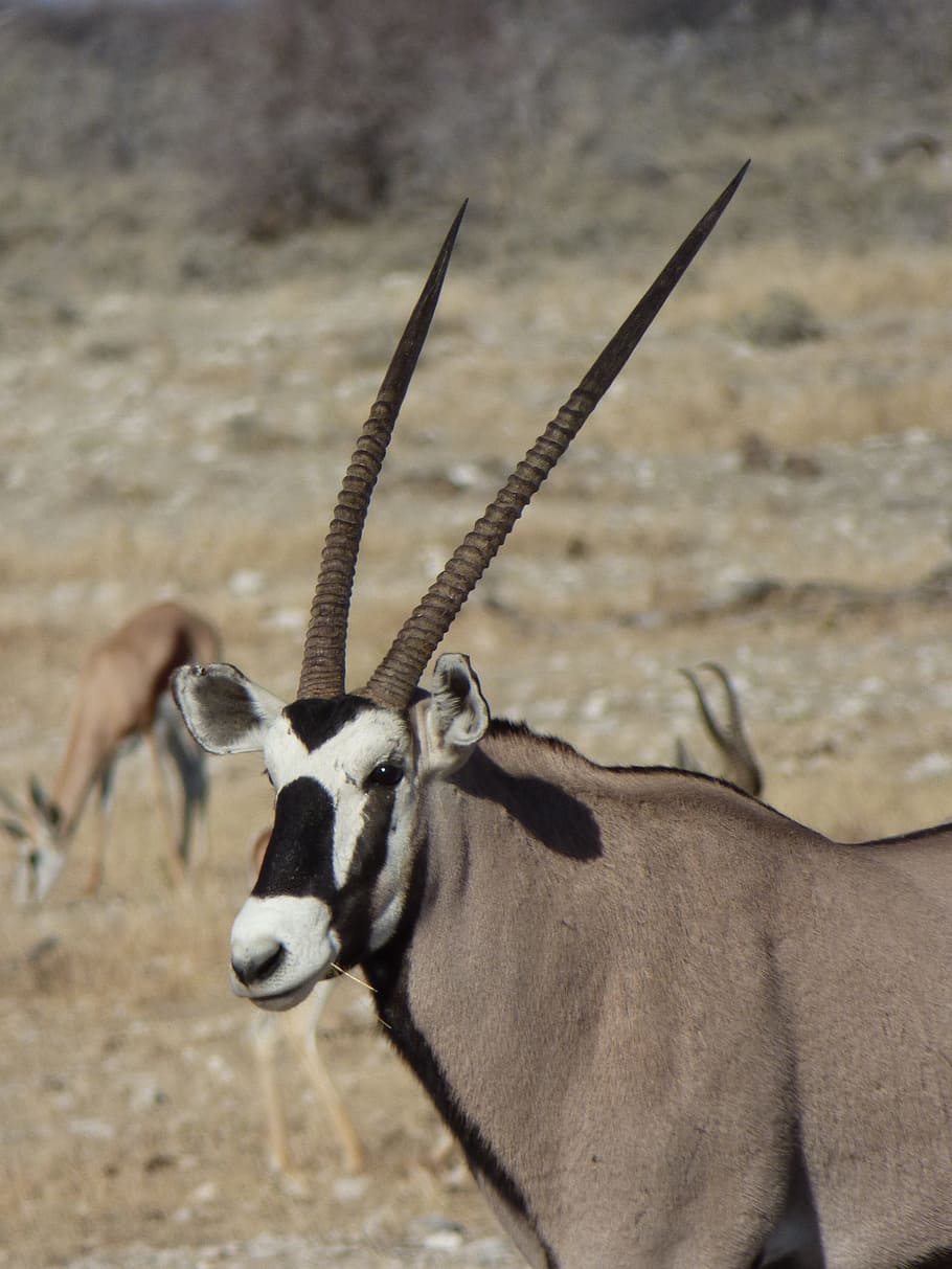 africa, namibia, animals, oryx, animal themes, animals in the wild, animal wildlife, animal, one animal, mammal
