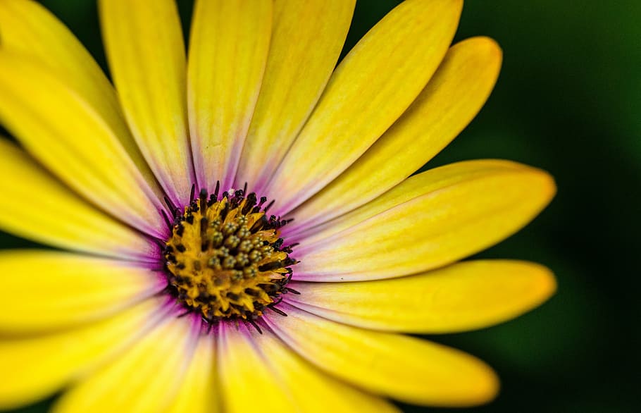 kuning, ungu, daisy, closeup, fotografi, foto, osteosperumum, bunga, daun bunga, berkembang